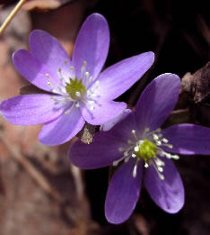 Anemone 3225